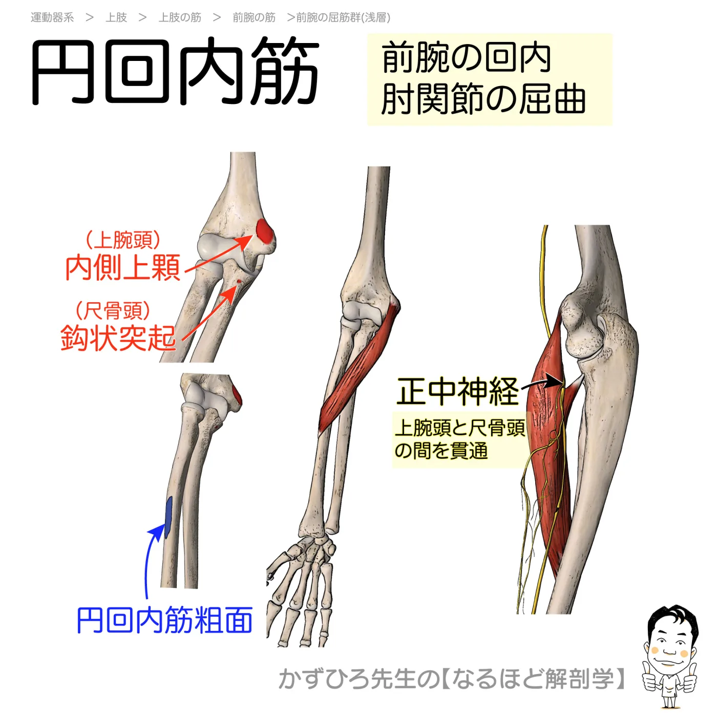 円回内筋