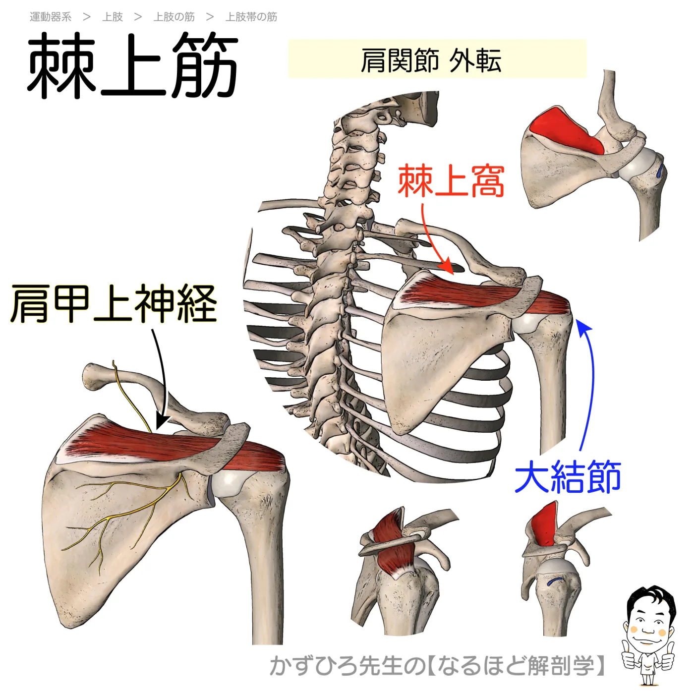 棘上筋