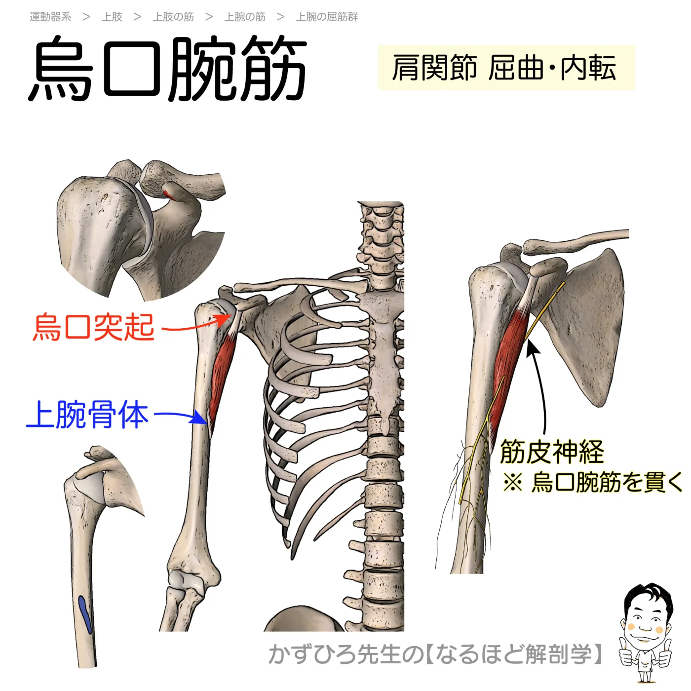 烏口腕筋