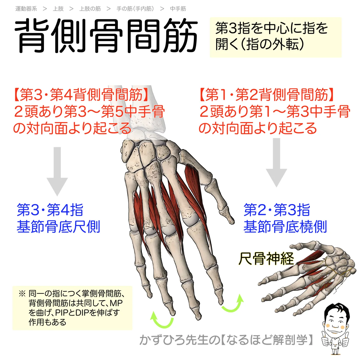 背側骨間筋