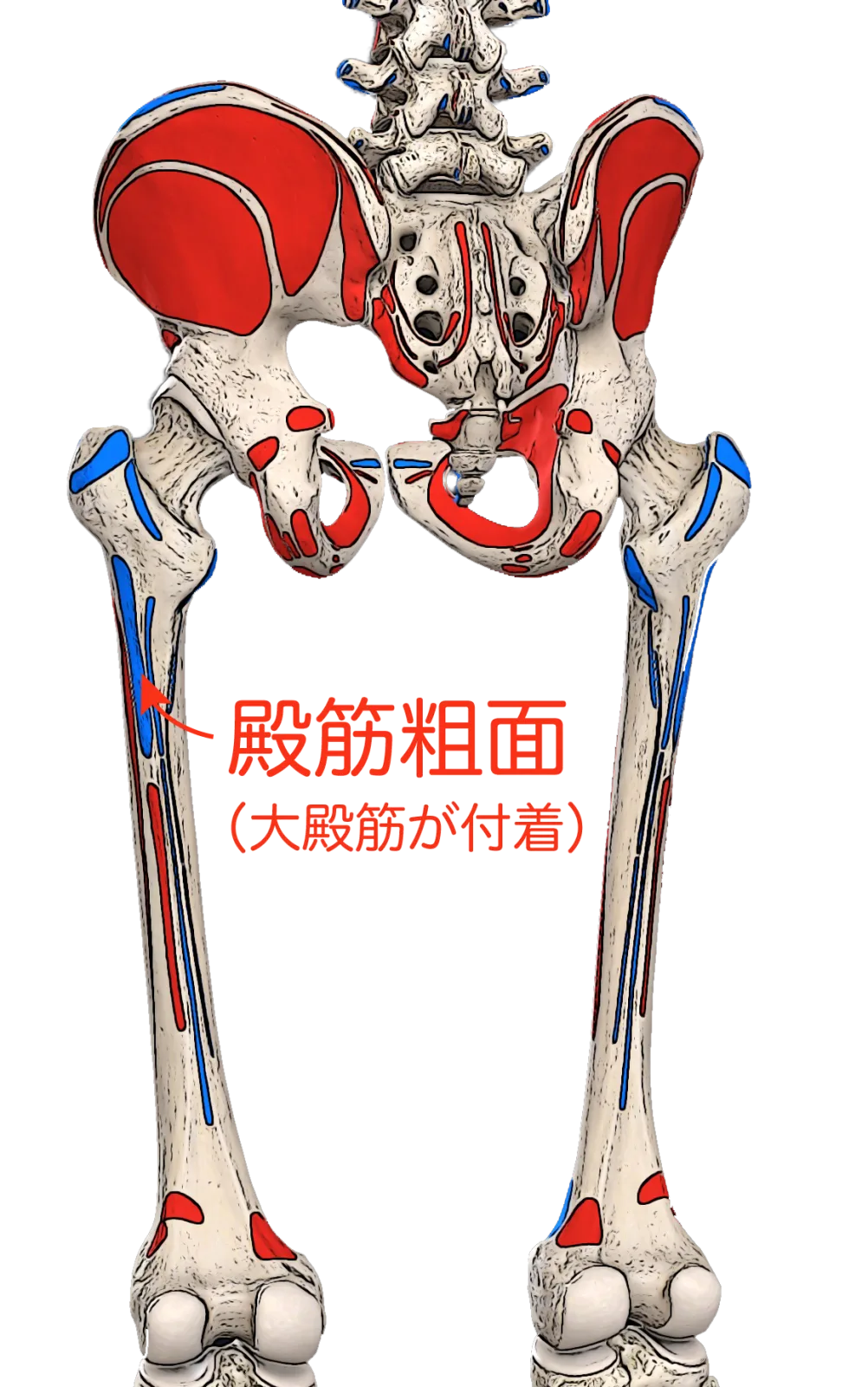 殿筋粗面