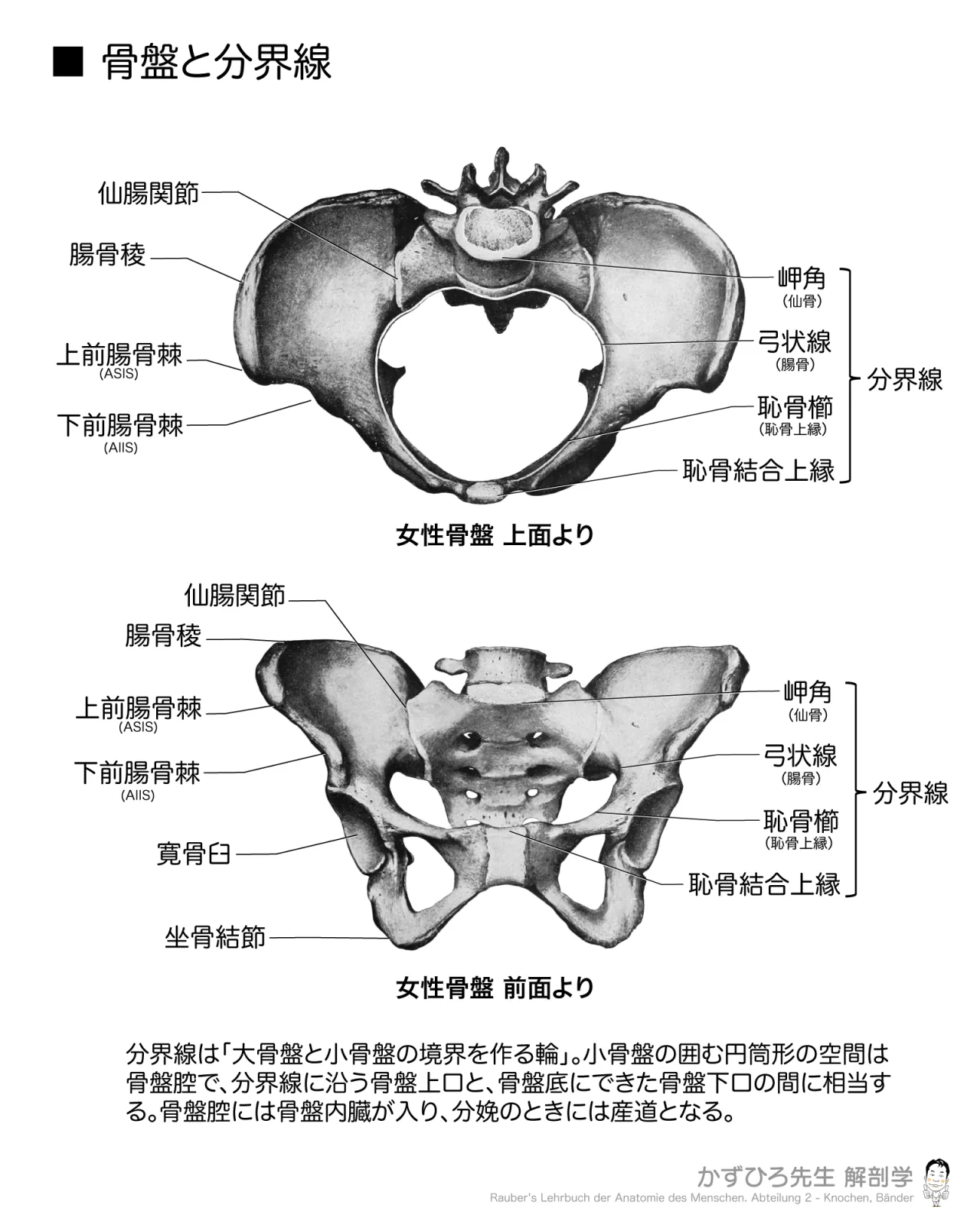 骨盤と分界線