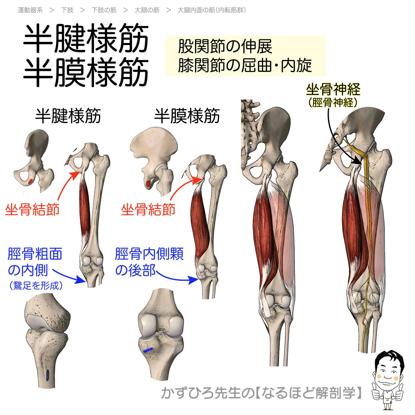 半腱様筋・半膜様筋