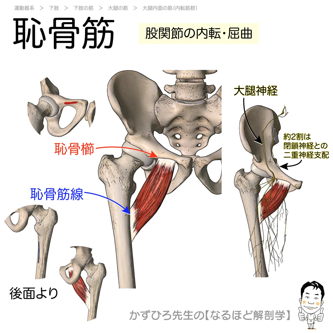 恥骨筋