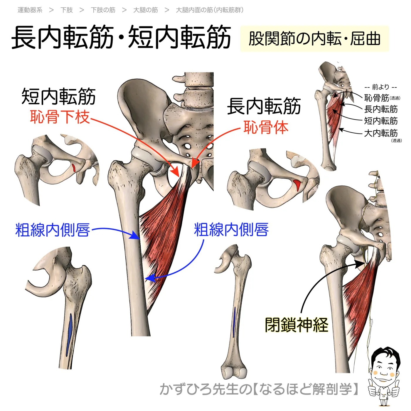 長内転筋と短内転筋