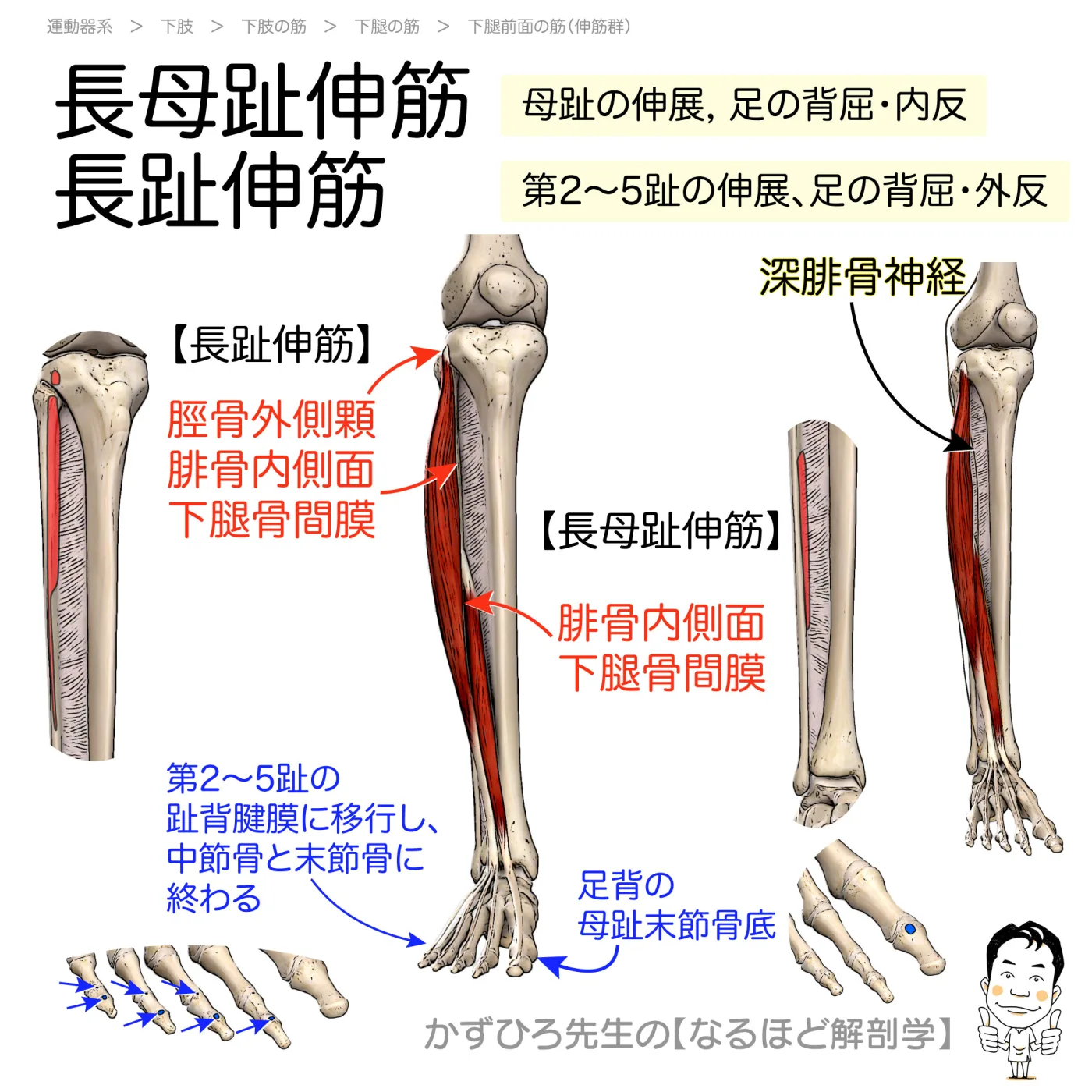 長母趾伸筋・長趾伸筋