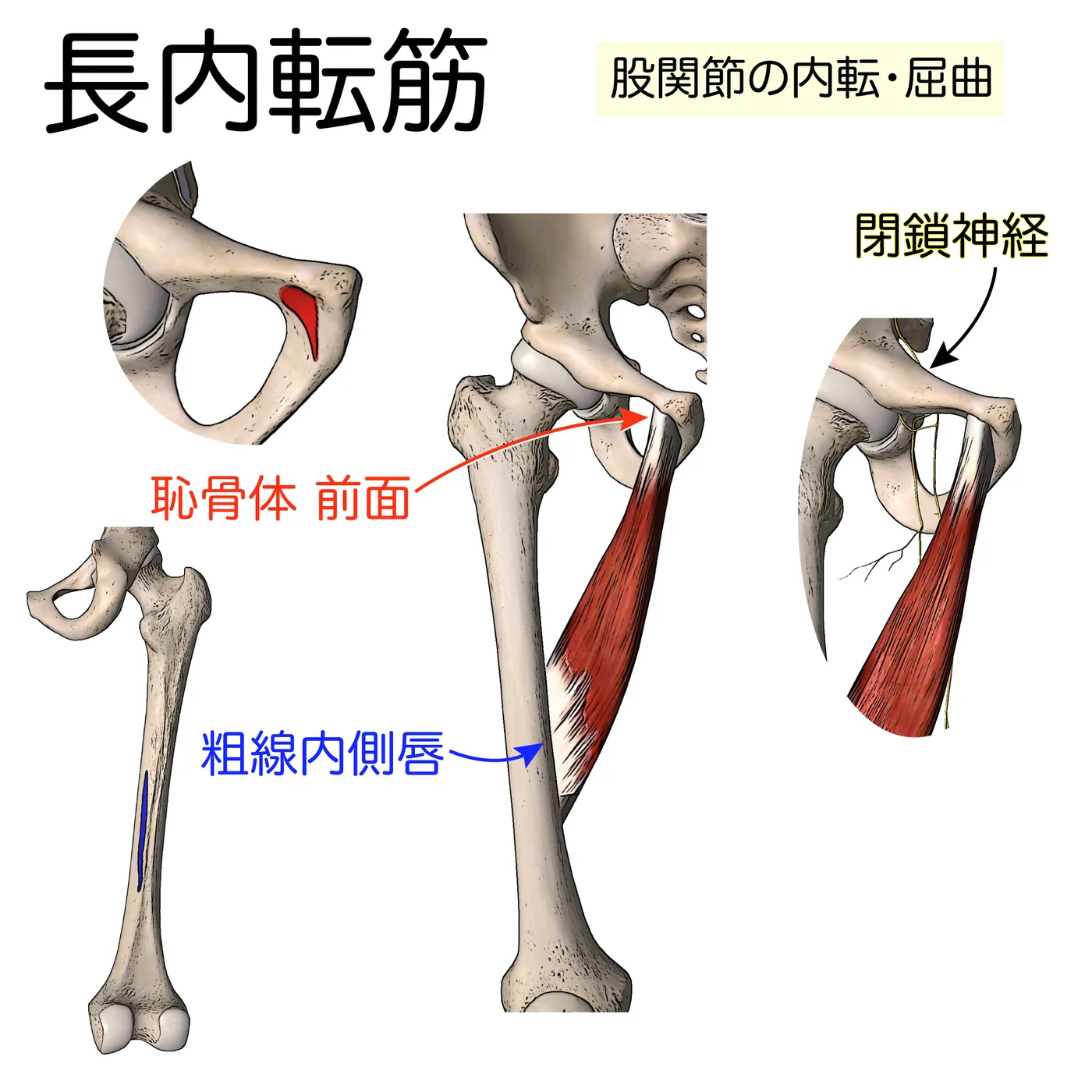 長内転筋