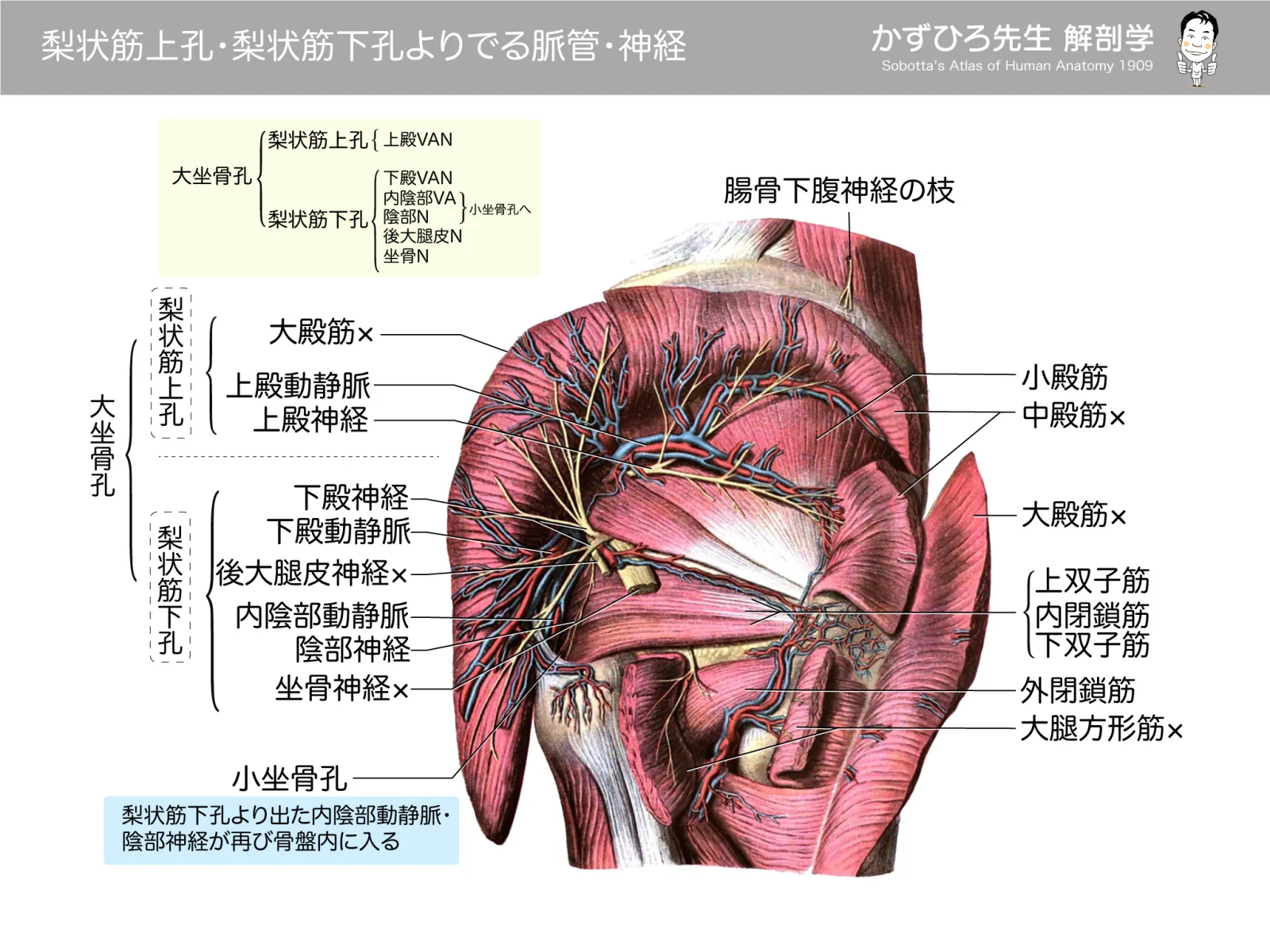 梨状筋上孔・梨状筋下孔からでる脈管・神経