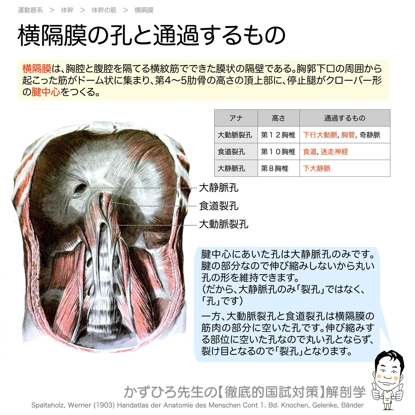 横隔膜の孔と通過するもの