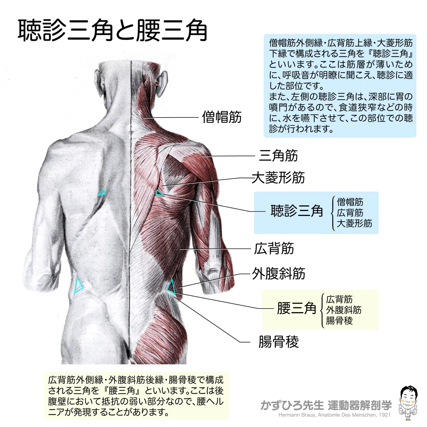 聴診三角と腰三角