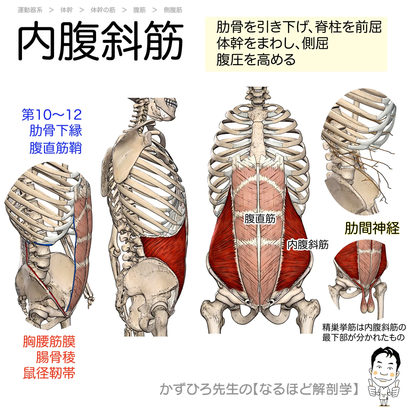 内腹斜筋