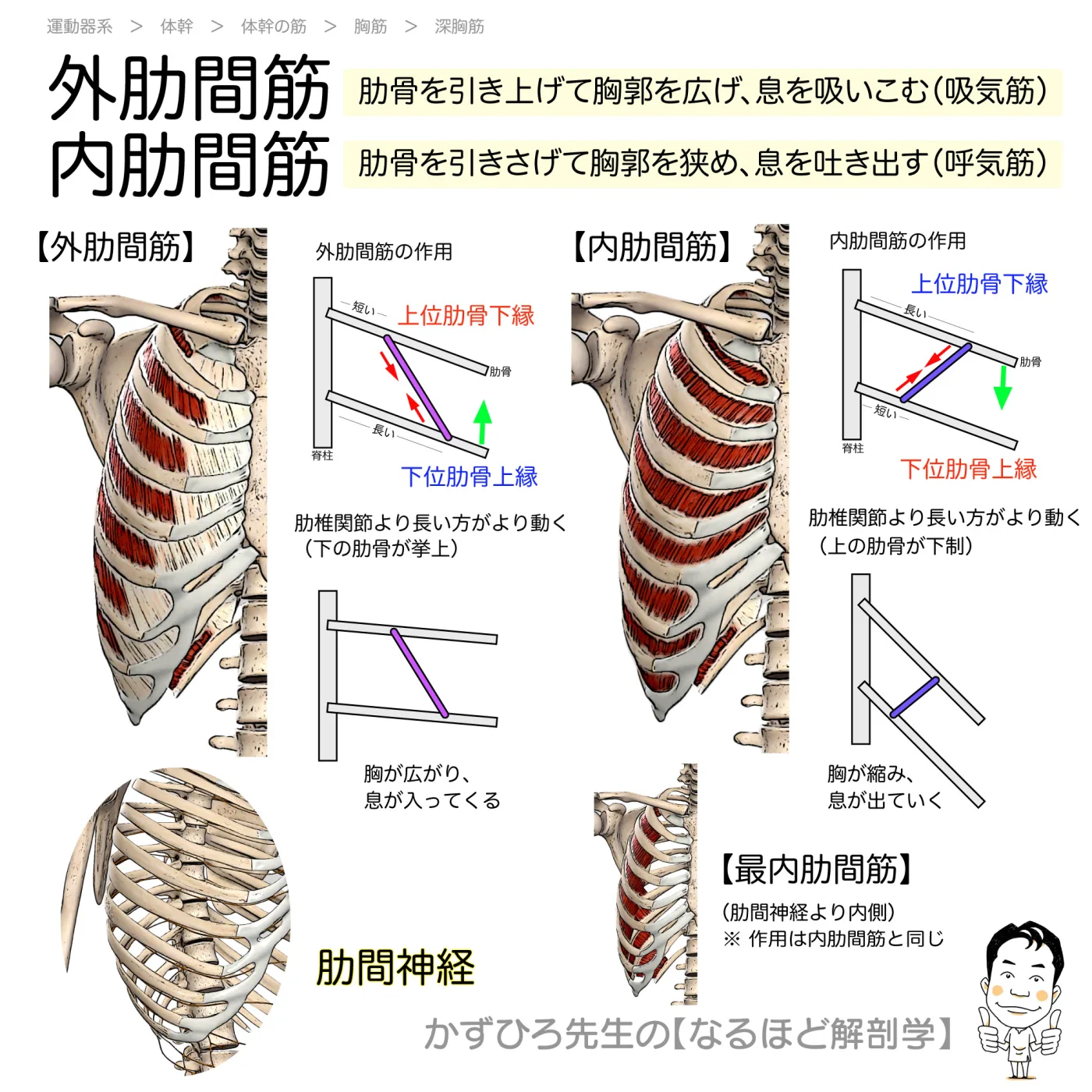 外肋間筋・内肋間筋・最内肋間筋