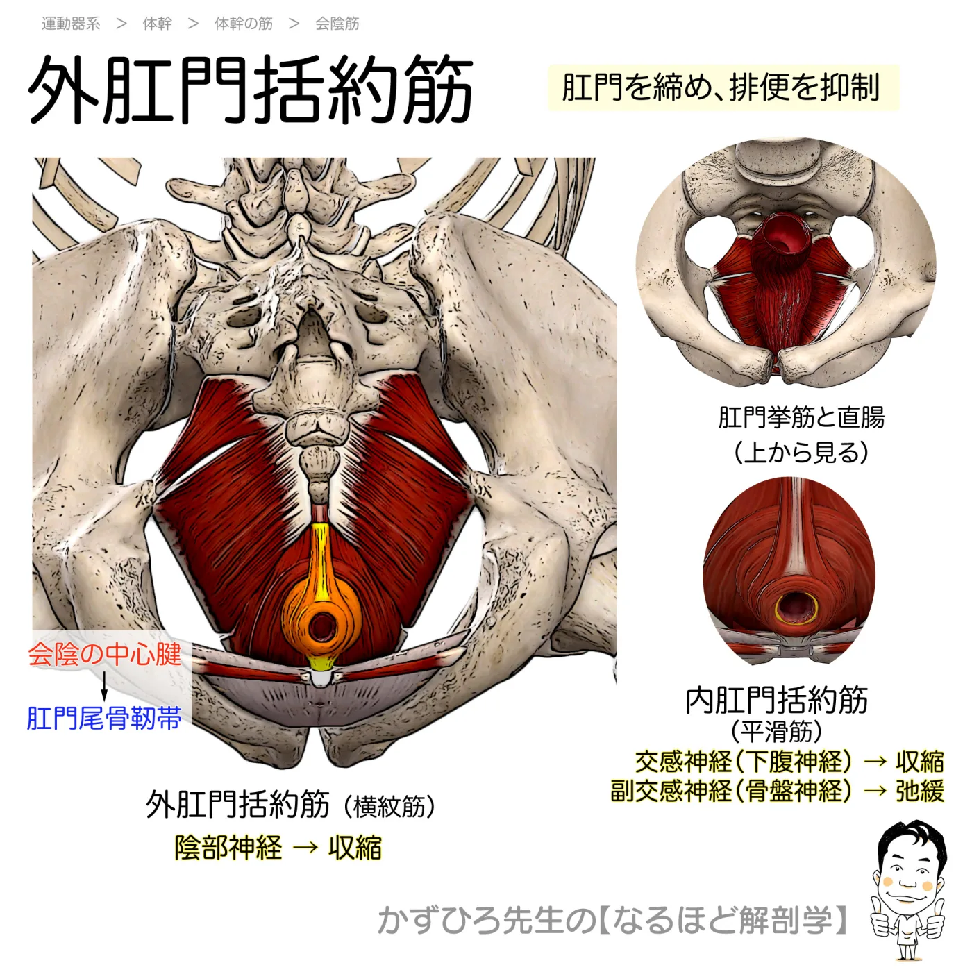 外肛門括約筋