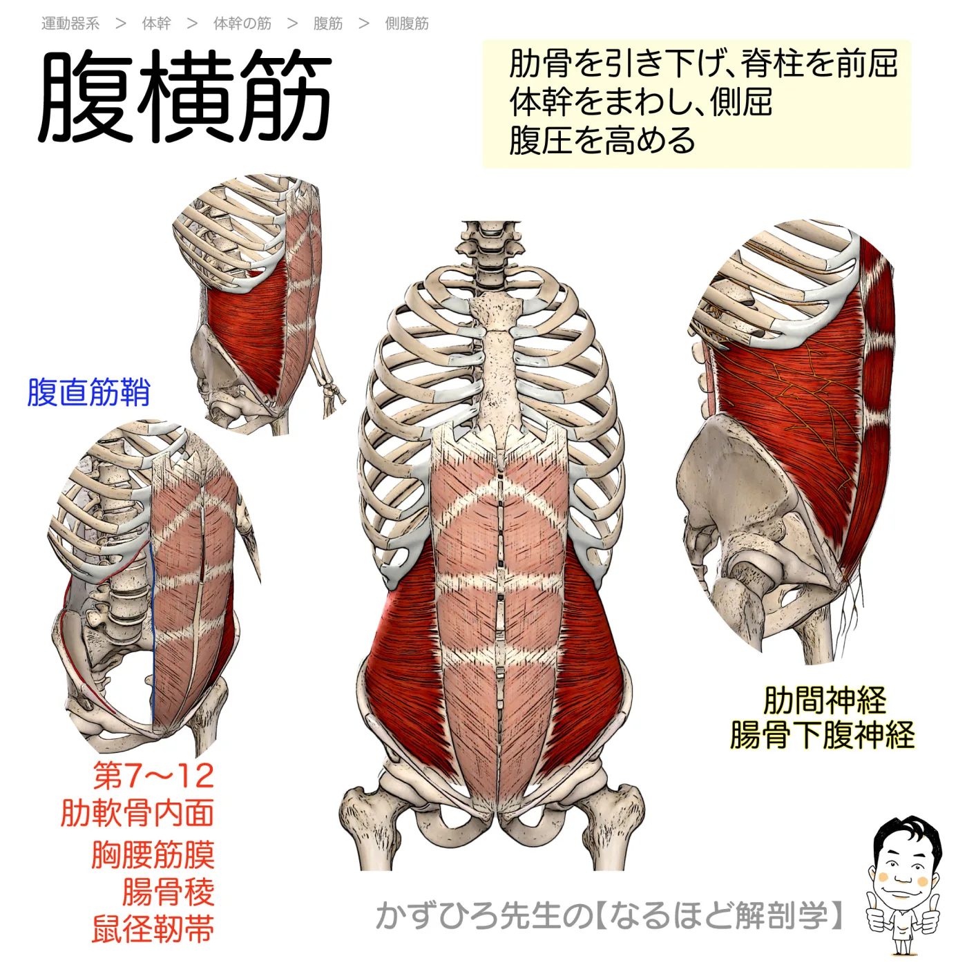 腹横筋