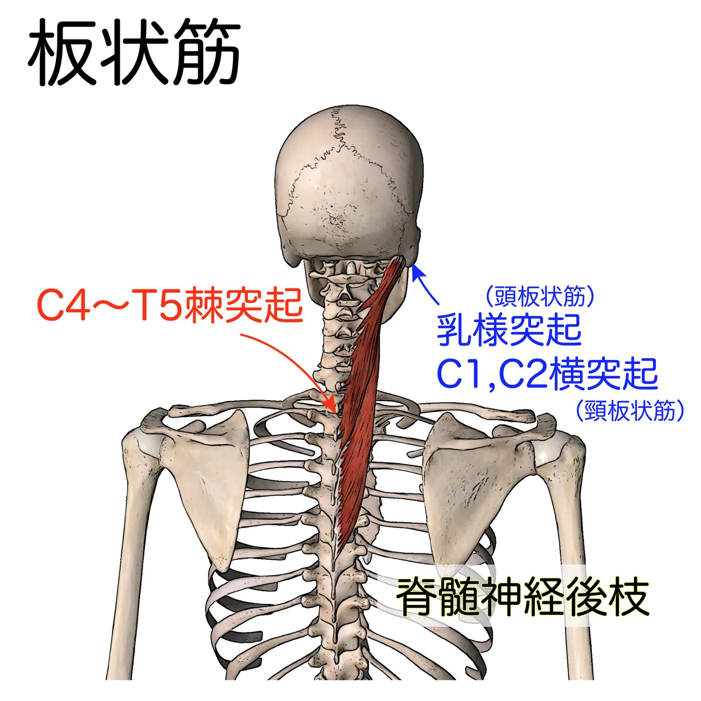 板状筋