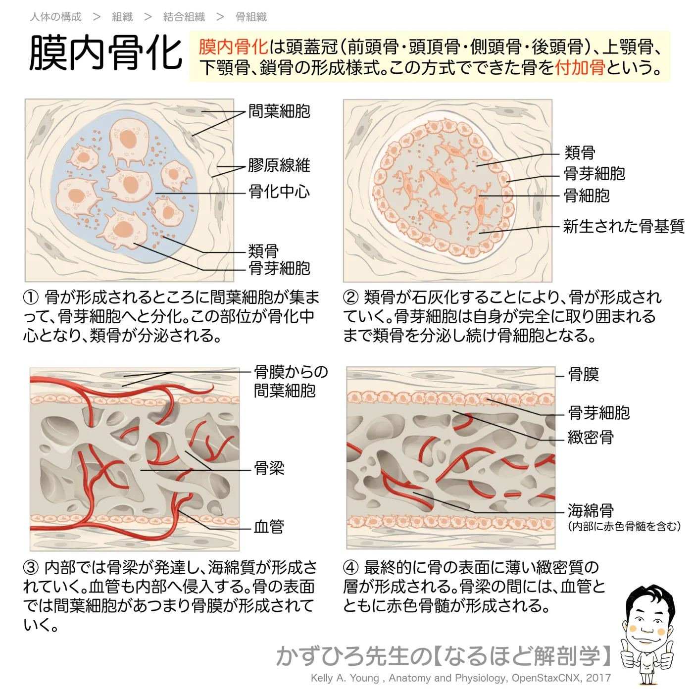 膜内骨化