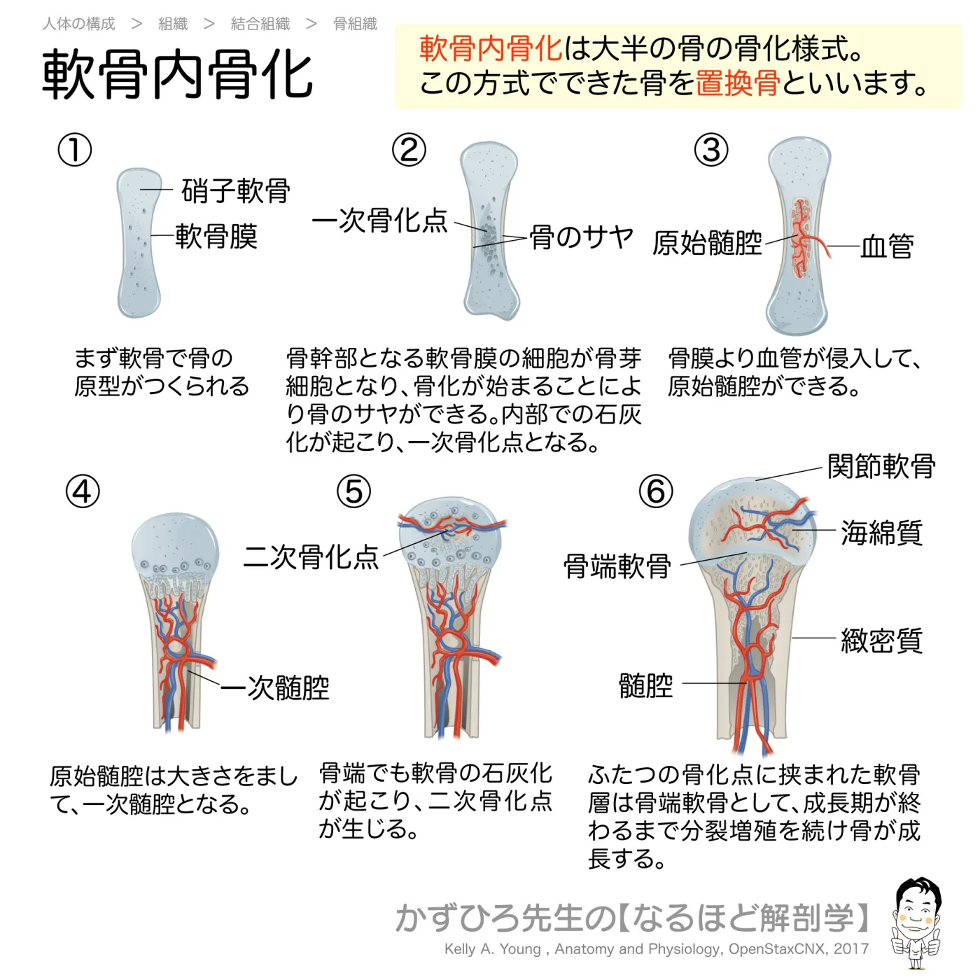 軟骨内骨化