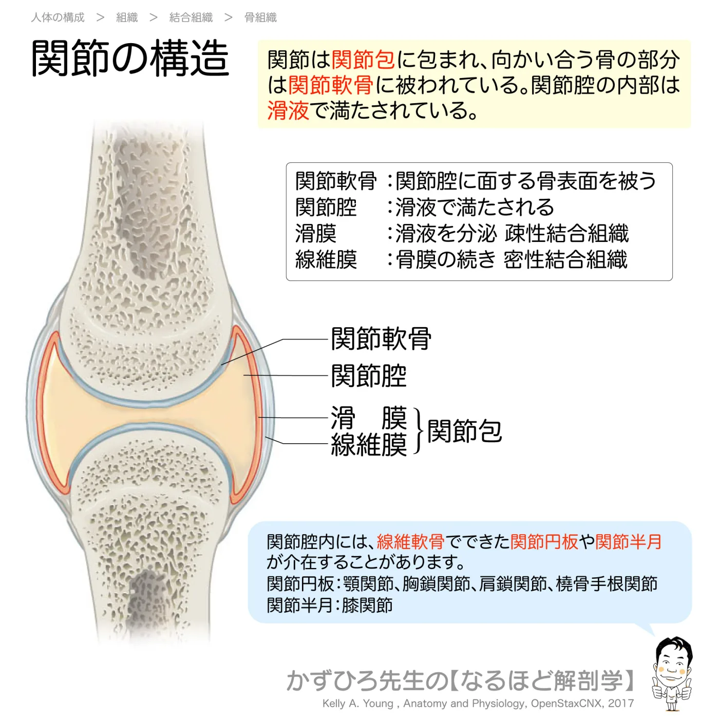 関節の構造