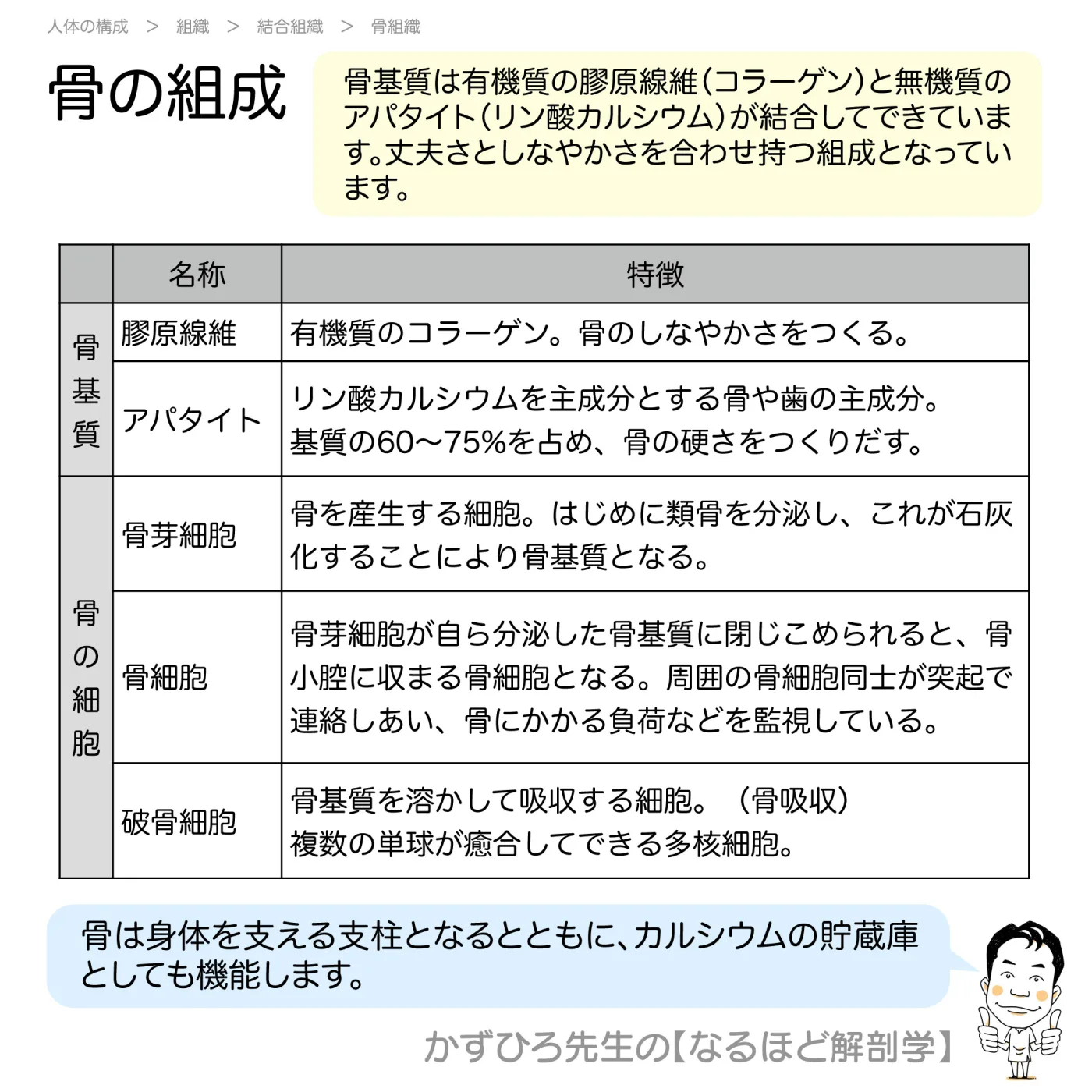 骨の組成