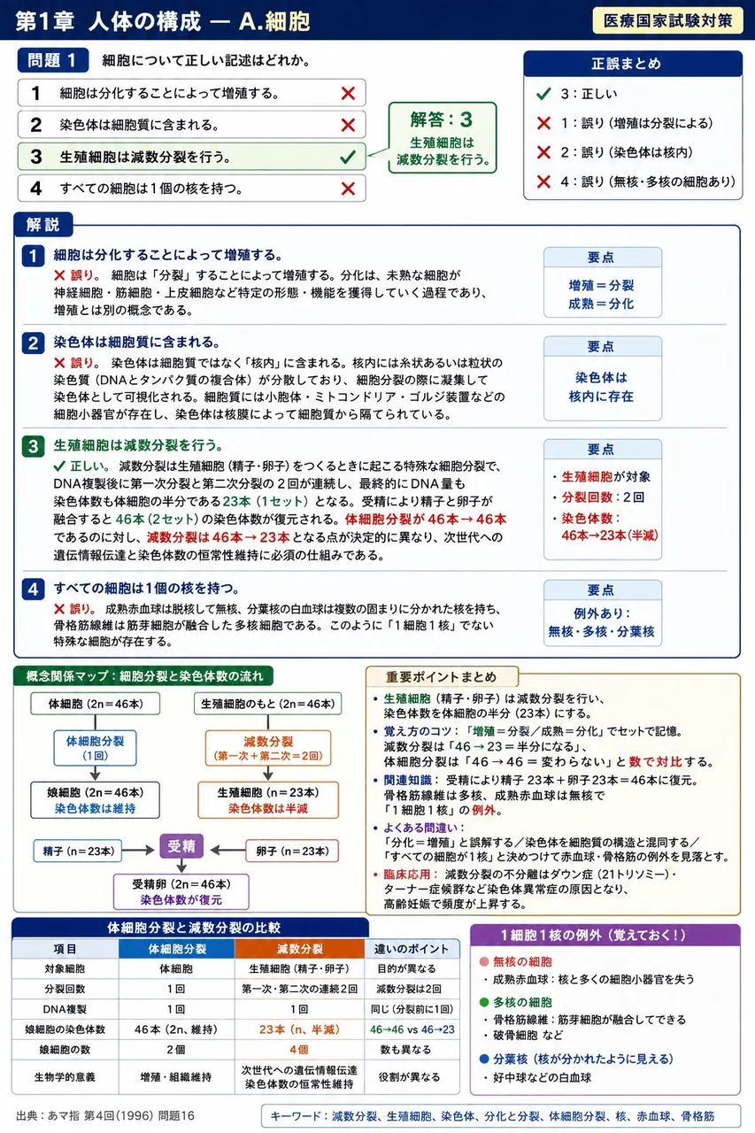 あマ指 第4回(1996) 問題16｜細胞について正しい記述はどれか。 解説図