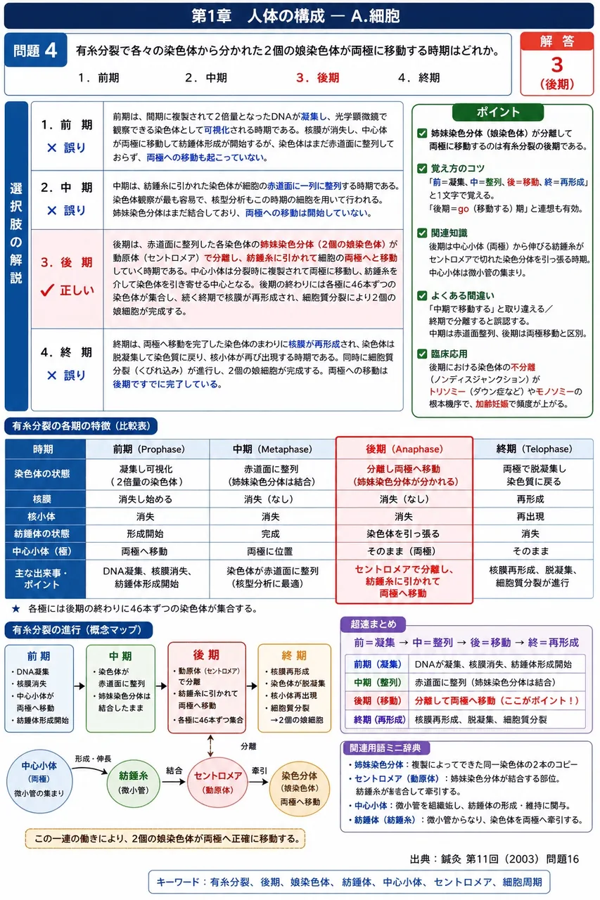 鍼灸 第11回(2003) 問題16｜有糸分裂で各々の染色体から分かれた2.個の娘染色体が両極に移動する時期はどれか。 解説図