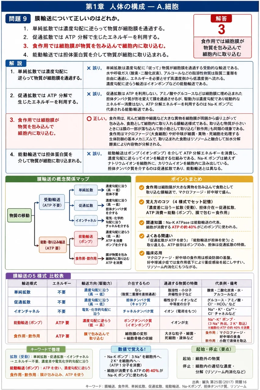 鍼灸 第25回(2017) 問題16|膜輸送について正しいのはどれか。 解説図