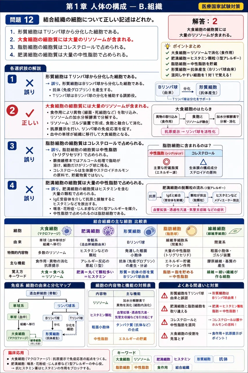 鍼灸 第18回(2010) 問題15｜結合組織の細胞について正しい記述はどれか。 解説図