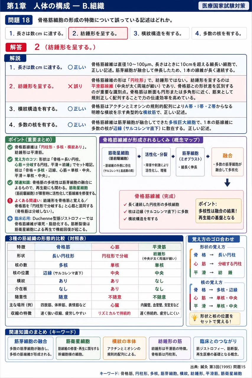 鍼灸 第3回(1995) 問題15｜骨格筋細胞の形成の特徴について誤っている記述はどれか。 解説図