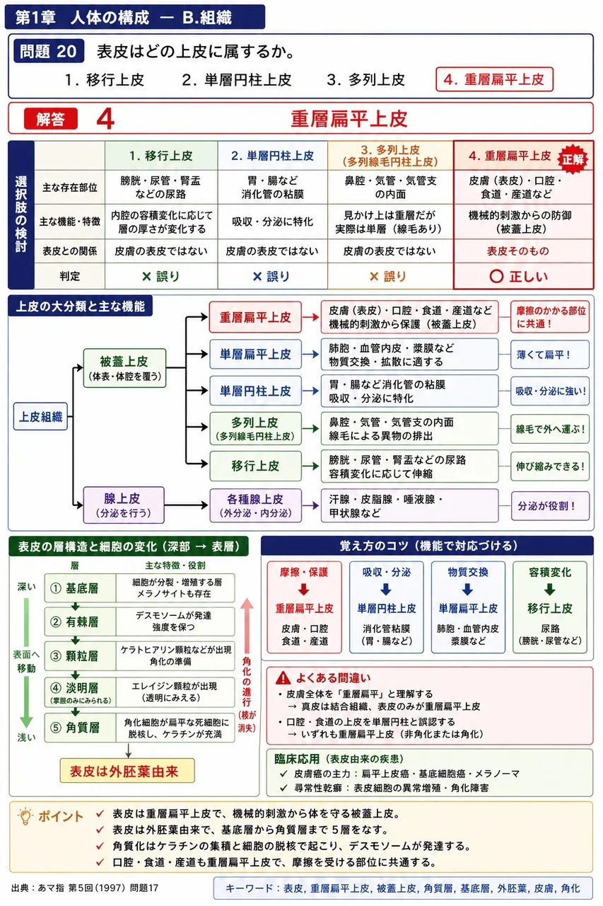 あマ指 第5回(1997) 問題17｜表皮はどの上皮に属するか。 解説図