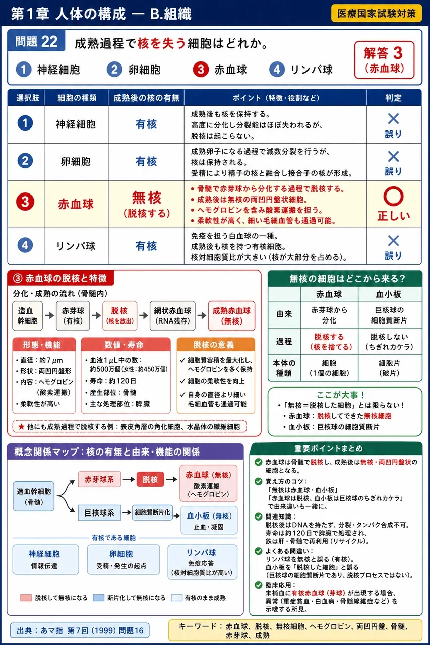 あマ指 第7回(1999) 問題16｜成熟過程で核を失う細胞はどれか。 解説図