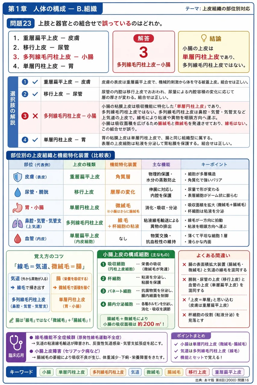 あマ指 第8回(2000) 問題16｜上肢と器官との組合せで誤っているのはどれか。 解説図
