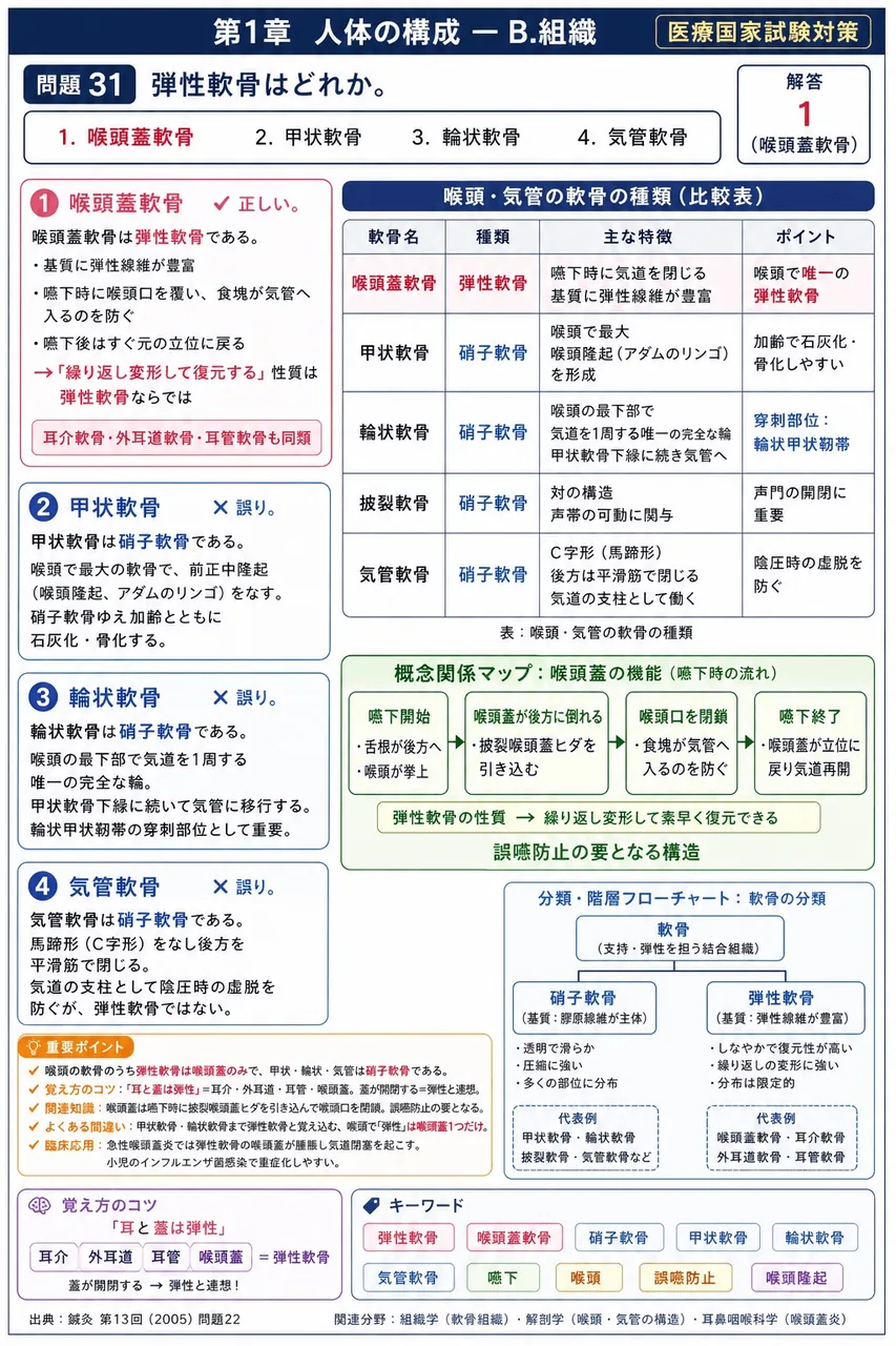 鍼灸 第13回(2005) 問題22｜弾性軟骨はどれか。 解説図