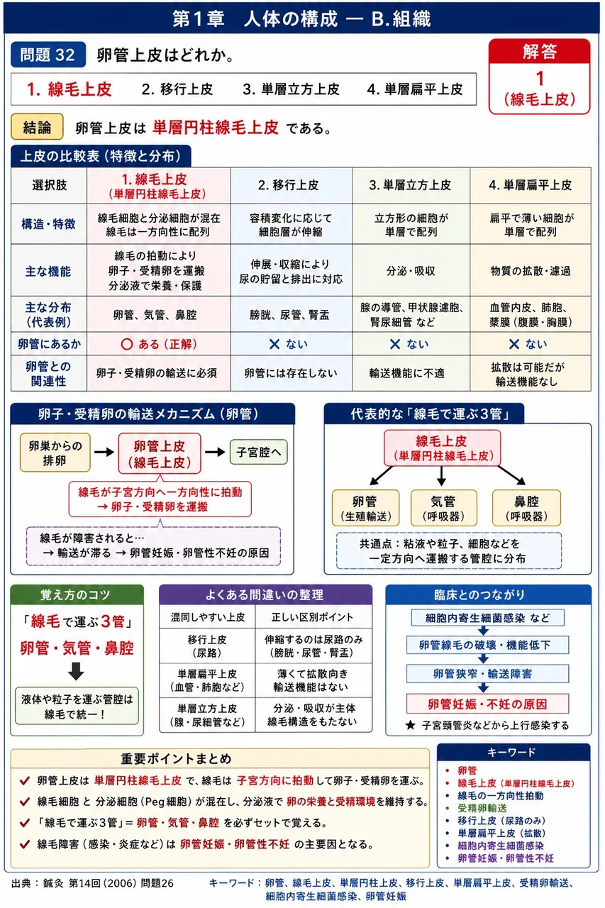 鍼灸 第14回(2006) 問題26｜卵管上皮はどれか。 解説図