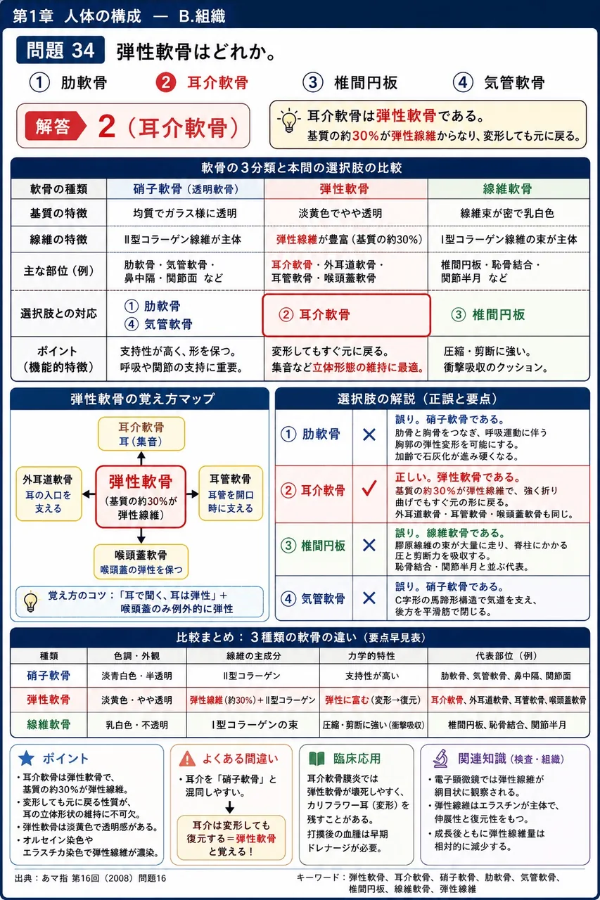 あマ指 第16回(2008) 問題16｜弾性軟骨はどれか。 解説図