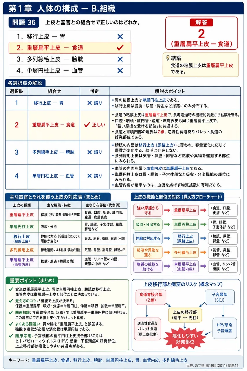 あマ指 第19回(2011) 問題16｜上皮と器官との組合せで正しいのはどれか。 解説図