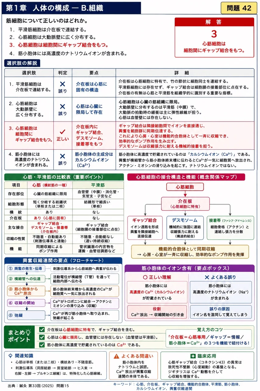 鍼灸 第33回(2025) 問題15｜筋細胞について正しいのはどれか。 解説図