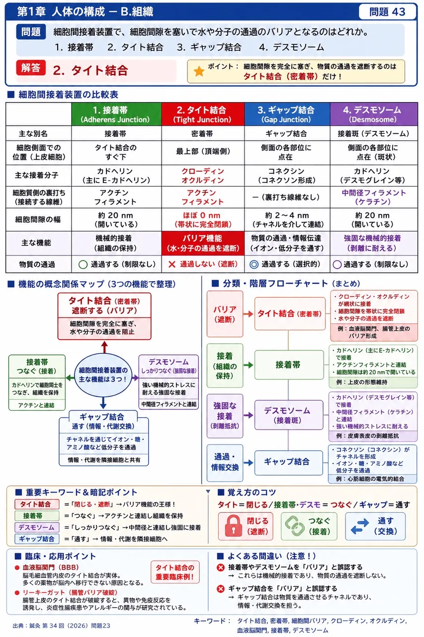 鍼灸 第34回(2026) 問題23｜細胞間接着装置で、細胞間隙を塞いで水や分子の通過のバリアとなるのはどれか。 解説図
