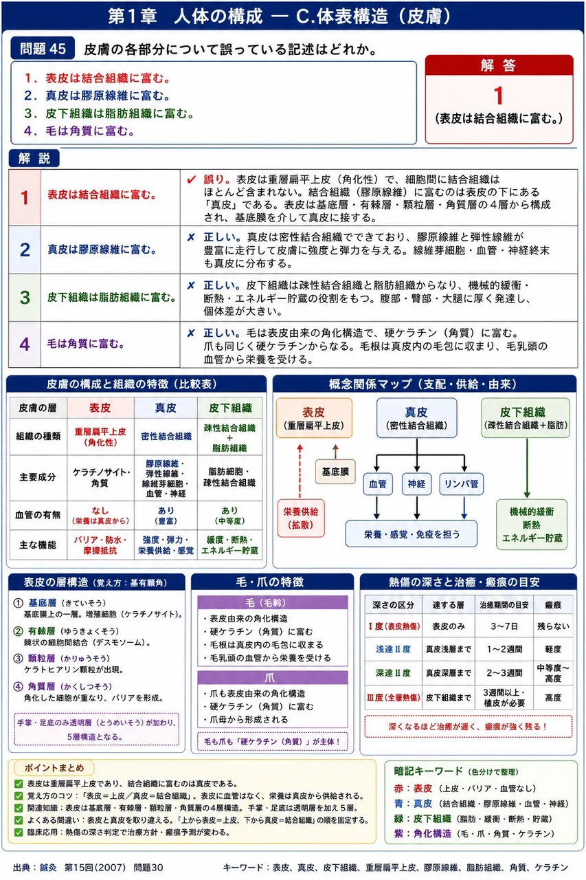 鍼灸 第15回(2007) 問題30｜皮膚の各部分について誤っている記述はどれか。 解説図