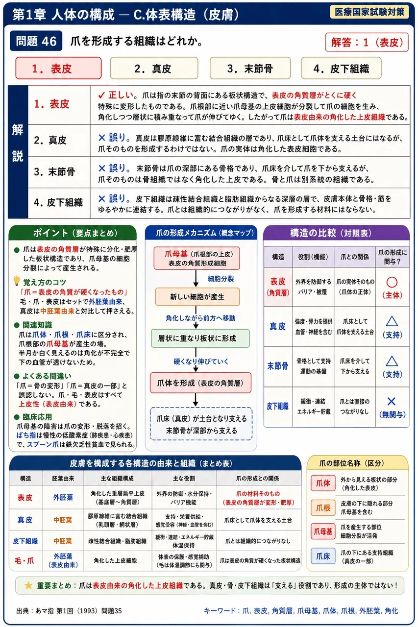 あマ指 第1回(1993) 問題35｜爪を形成する組織はどれか。 解説図