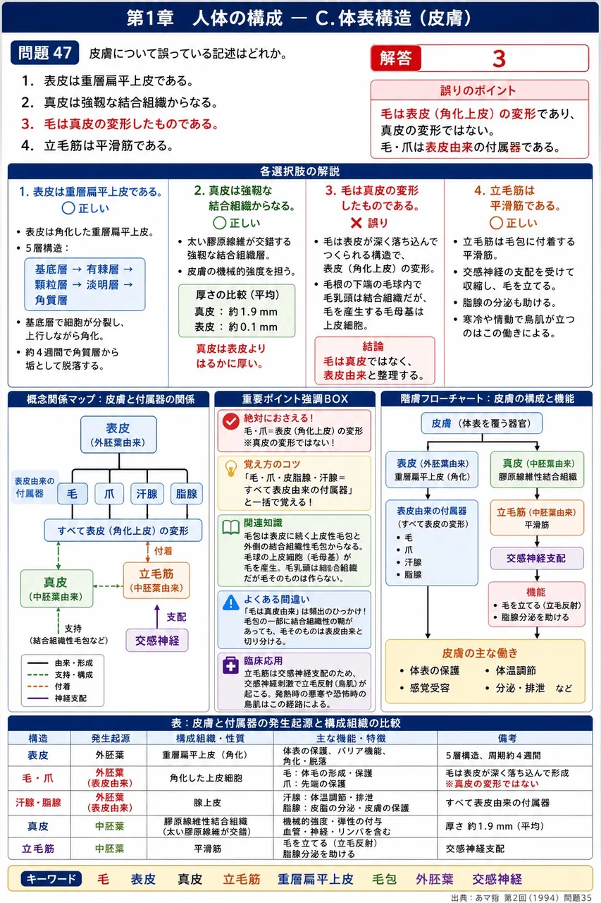あマ指 第2回(1994) 問題35｜皮膚について誤っている記述はどれか。 解説図