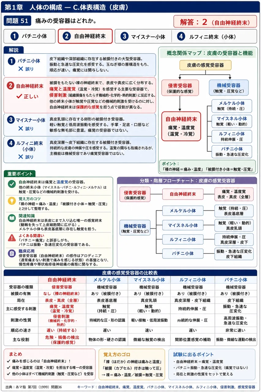 あマ指 第7回(1999) 問題36|痛みの受容器はどれか。 解説図