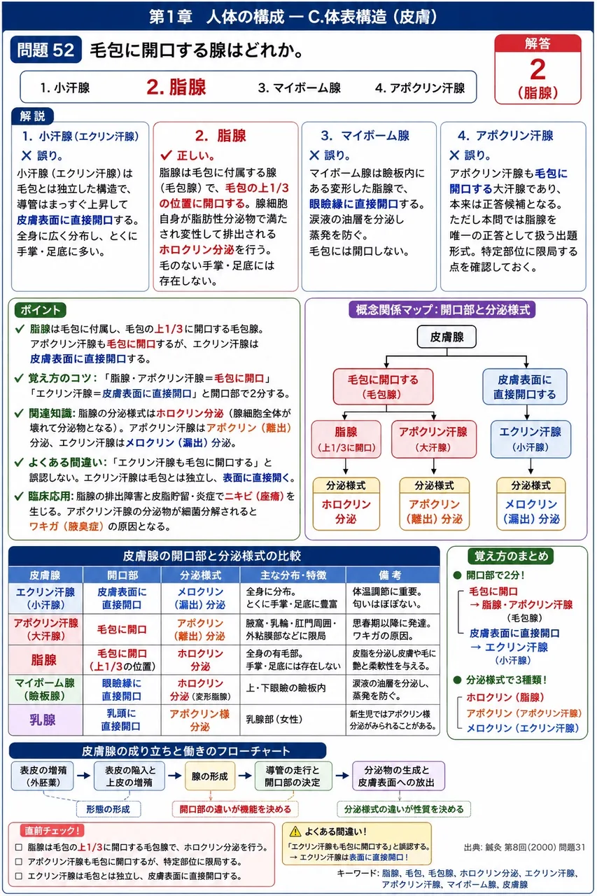 鍼灸 第8回(2000) 問題31|毛包に開口する腺はどれか。 解説図