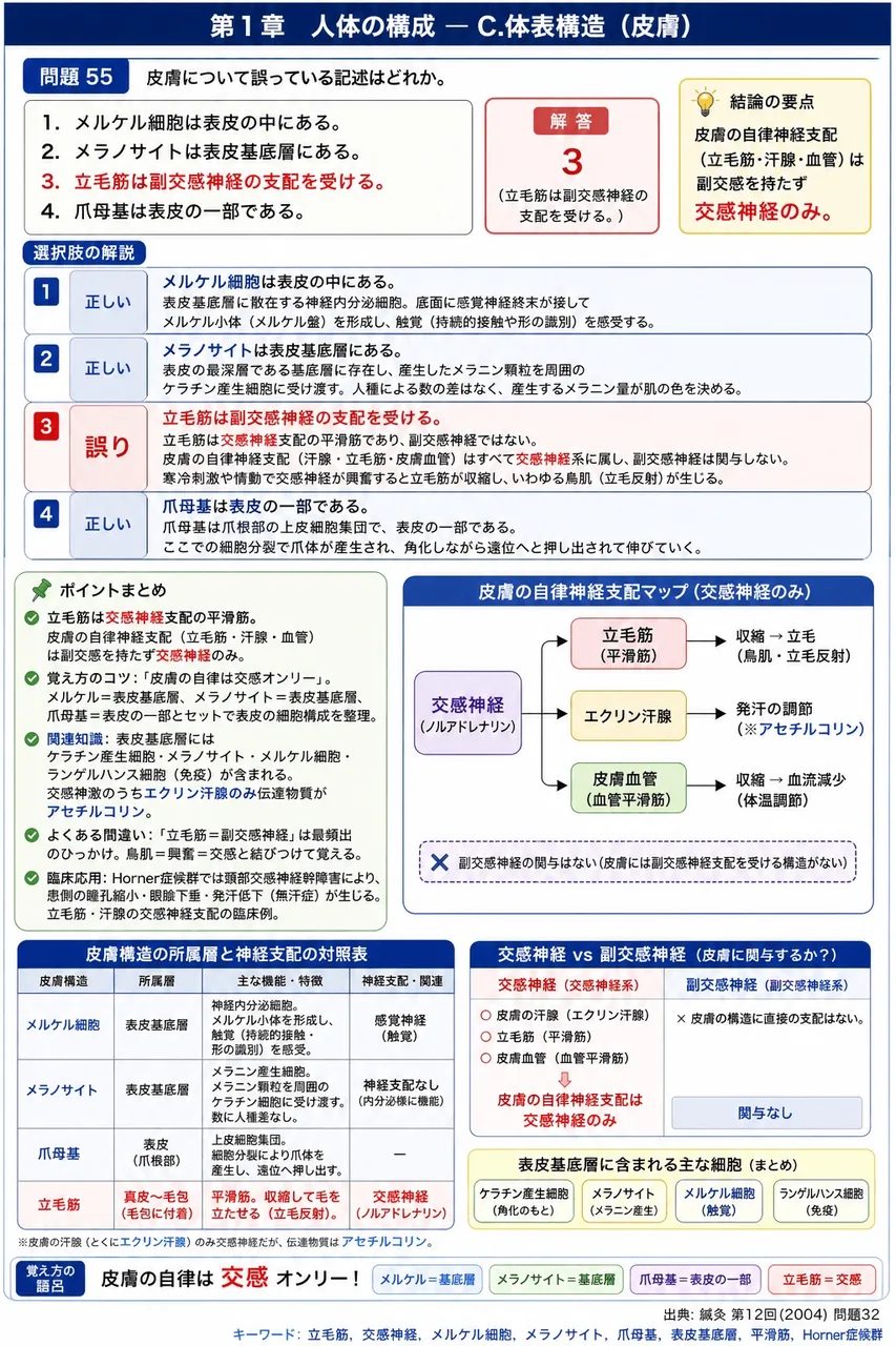 鍼灸 第12回(2004) 問題32｜皮膚について誤っている記述はどれか。 解説図