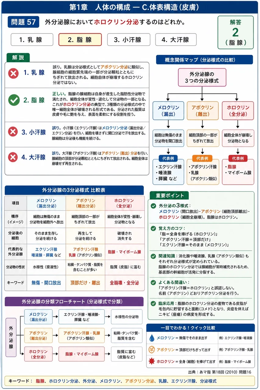 あマ指 第18回(2010) 問題16|外分泌腺においてホロクリン分泌するのはどれか。 解説図