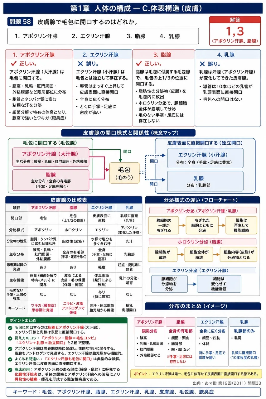 あマ指 第19回(2011) 問題33｜皮膚腺で毛包に開口するのはどれか。 解説図