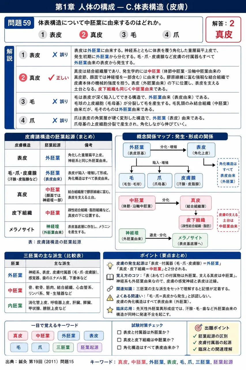 鍼灸 第19回(2011) 問題15｜体表構造について中胚葉に由来するのはどれか。 解説図