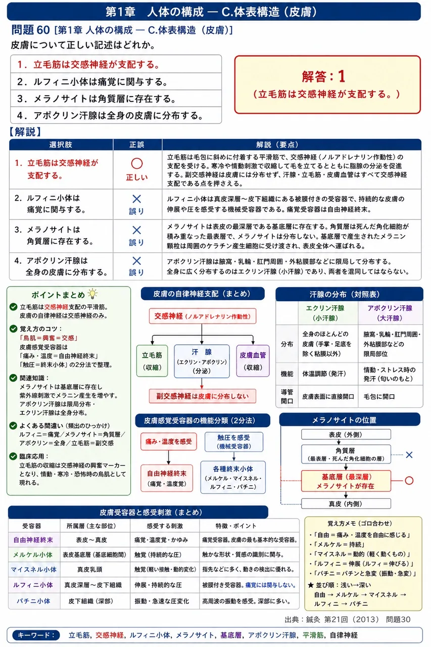 鍼灸 第21回(2013) 問題30｜皮膚について正しい記述はどれか。 解説図