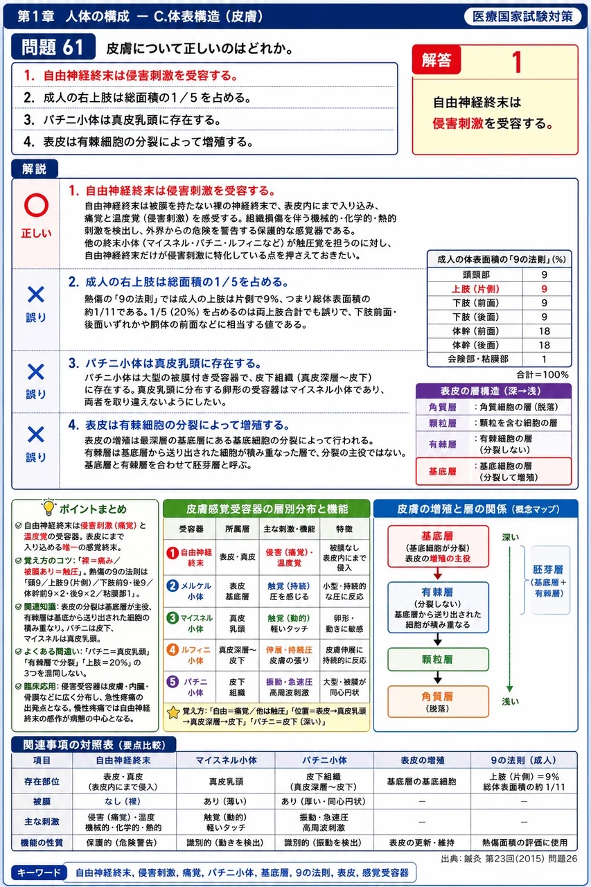 鍼灸 第23回(2015) 問題26|皮膚について正しいのはどれか。 解説図