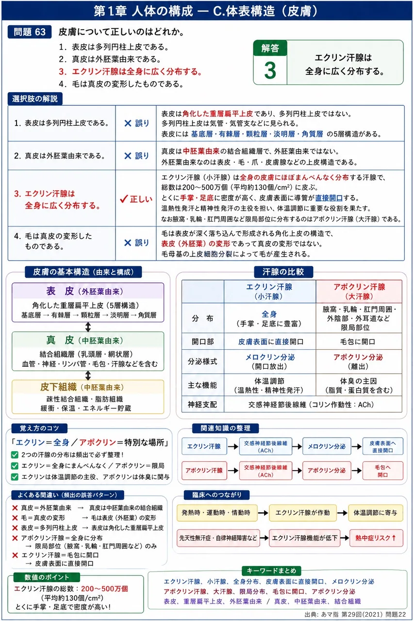 あマ指 第29回(2021) 問題22｜皮膚について正しいのはどれか。 解説図