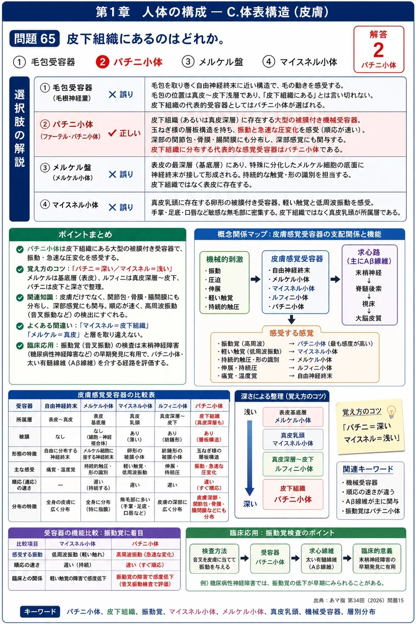 あマ指 第34回(2026) 問題15|皮下組織にあるのはどれか。 解説図
